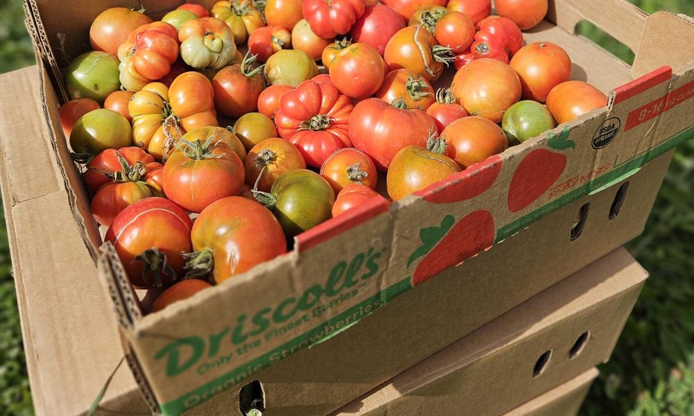tomatoes